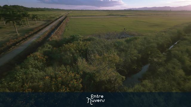Drone em resolução 4K captando cenário rural com caracará no topo de uma arvore — vídeo aéreo de Taubaté