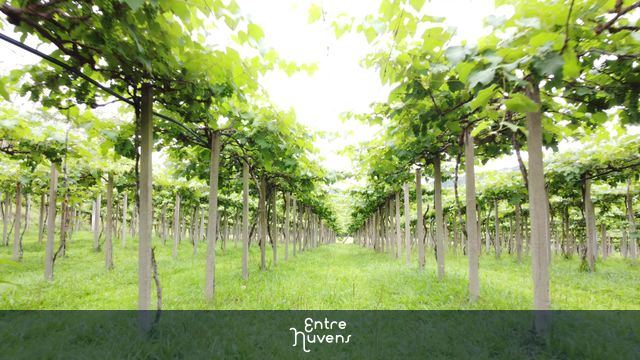 Drone em vôo razante em Parreral de uvas