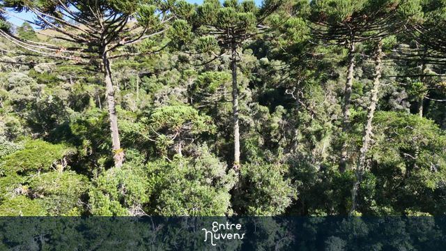 Exploração Aérea de uma Floresta de Araucárias no Sul do Brasil — vídeo aéreo de São Bento do Sapucaí