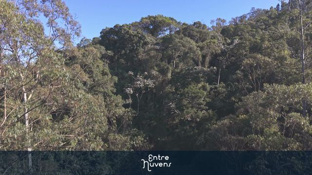 Exploração da Mata Atlântica: Natureza e Floresta Preservada