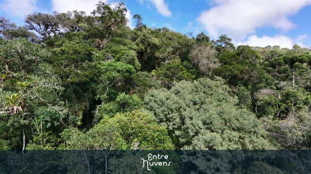 Explorando a Mata Atlântica: Natureza Intocada e Biodiversidade