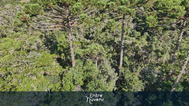 Explorando a Natureza: Floresta de Araucárias em Vista Aérea