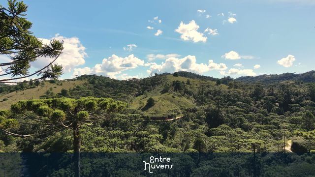 Explorando as Paisagens de Araucárias na Mantiqueira — vídeo aéreo de São Bento do Sapucaí