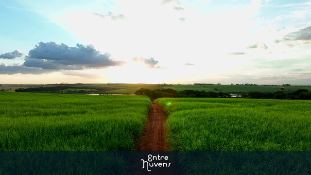flight over dirt road and sugarcane fields at dusk