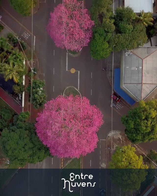 Florada dos Ipês em Maringá.