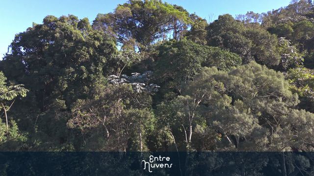 Floresta exuberante e densa sob um céu azul claro — vídeo aéreo de Barueri