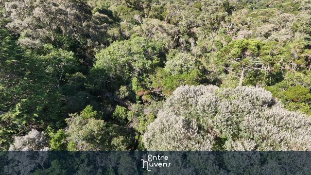 Floresta exuberante vista de cima: uma mistura de Mata Atlântica e araucárias — vídeo aéreo de Cotia