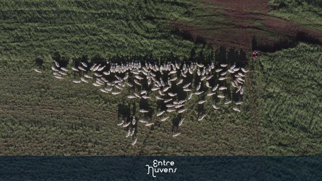 Gado  nelore Comendo  — vídeo aéreo de Campo Florido