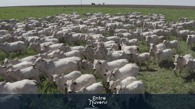 Gado nelore no pasto — vídeo aéreo de Campo Florido