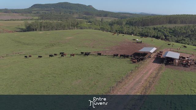 Gado no curral em paisagem rural  — vídeo aéreo de Capivari do Sul