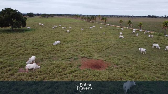 GADO NO PASTO
