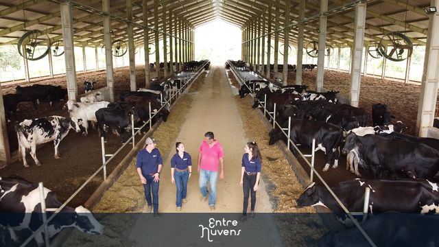 Galpão para confinamento de gado, VACA DE LEITE, PRODUTOR DE LEITE EM BOM DESPACHO, MINAS GERAIS