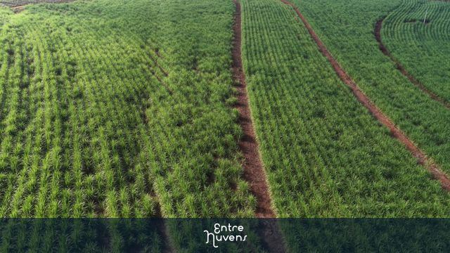 GOIÁS - PLANTAÇÃO DE CANA — vídeo aéreo de Americano do Brasil