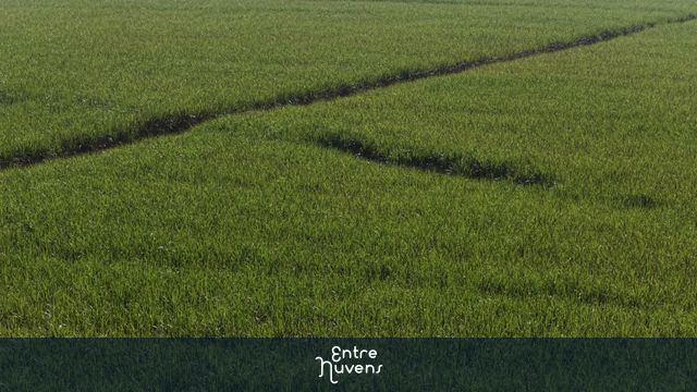 GOIÁS - PLANTAÇÃO DE CANA — vídeo aéreo de Americano do Brasil