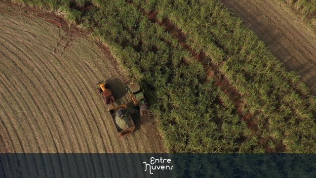 harvester and trailer in sugarcane field in sunny afternoon