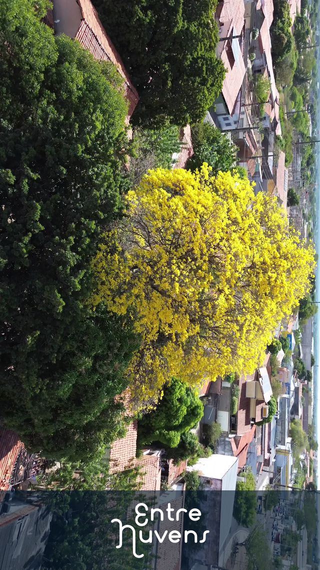 Ipê amarelo  — vídeo aéreo de Teresina