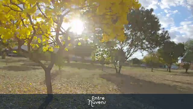 Ipê amarelo! — vídeo aéreo de Rio Claro