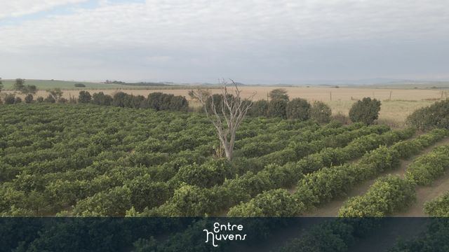 Laranjal e árvore seca. Contraste da natureza. 180º