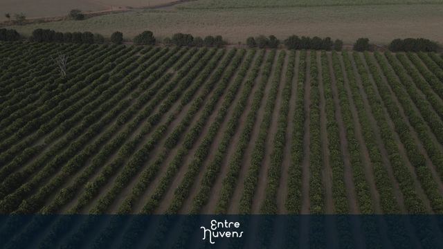 Laranjal. Orbita sobre o cultivo de laranjas.