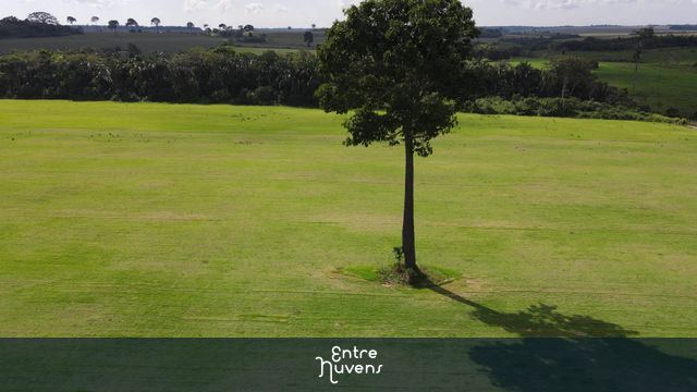 Área gramada com uma árvore em destaque — vídeo aéreo de Santarém