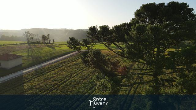 Nascer do sol com pinheiro araucária fazenda 4k