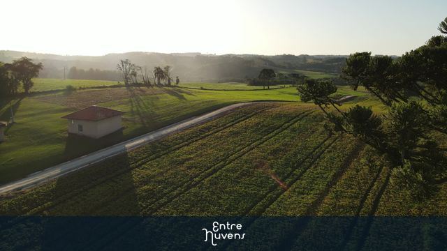 Nascer do sol no campo com pinheiro araucária 4k