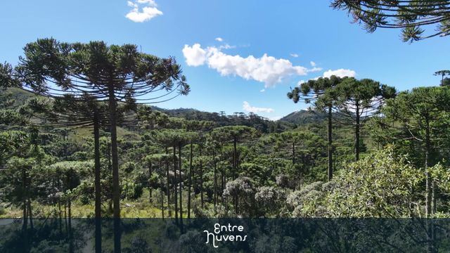 Paisagem deslumbrante da Mata de Araucárias sob céu azul e nuvens — vídeo aéreo de São Bento do Sapucaí