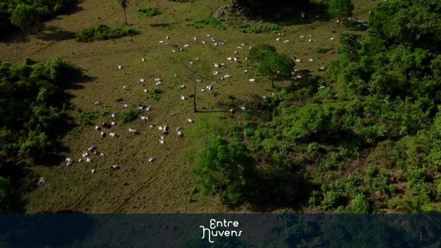 Pecuária no estado do Mato Grosso — vídeo aéreo de Nobres