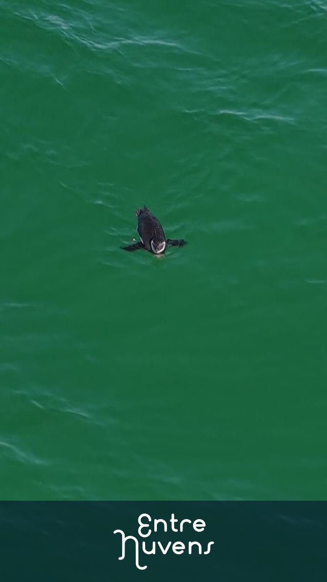 Pinguim no Arpoador