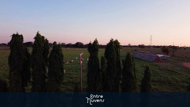 PINHEIROS NA FAZENDA