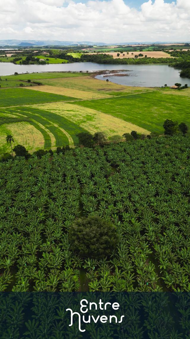 PLANTAÇÃO DE BANANEIRAS — vídeo aéreo de Delfinópolis