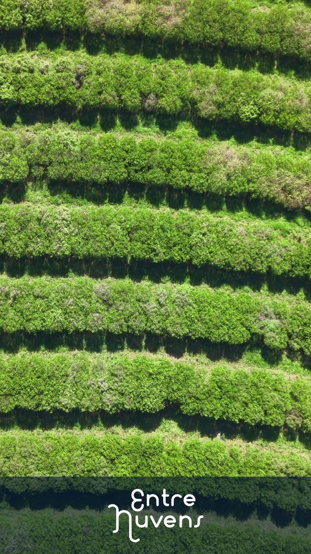 Plantação de café em linhas curvas vista de cima — vídeo aéreo de Sorocaba