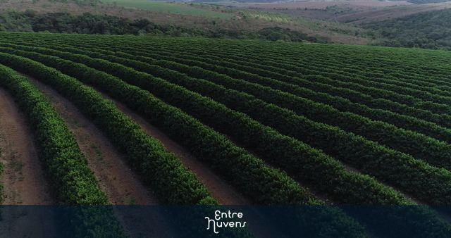 Plantação de café — vídeo aéreo de Três Corações