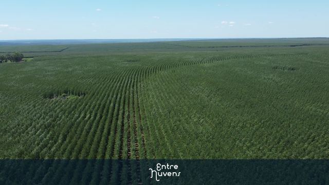 Plantação de Eucalipto — vídeo aéreo de Santa Rita do Pardo