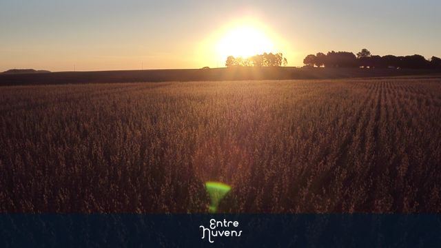 por do sol na plantação de soja — vídeo aéreo de Camaquã