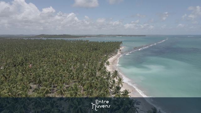 Praia paradisíaca cercada por coqueirais — vídeo aéreo de Ipojuca