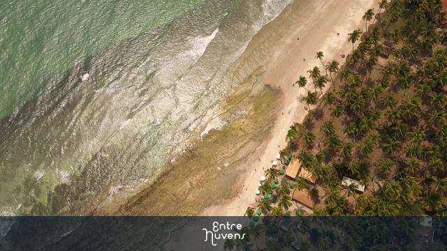 Praia paradisíaca com coqueiral visto do alto — vídeo aéreo de Ipojuca