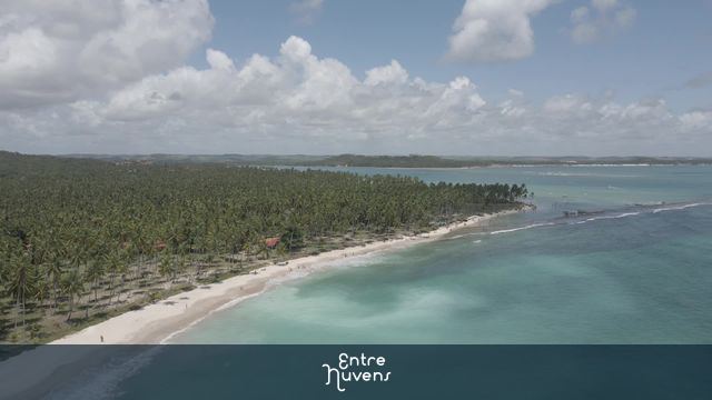 Praia paradisíaca e coqueiral exuberante — vídeo aéreo de Ipojuca