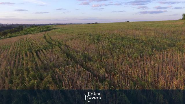 Rasante pela soja — vídeo aéreo de Londrina