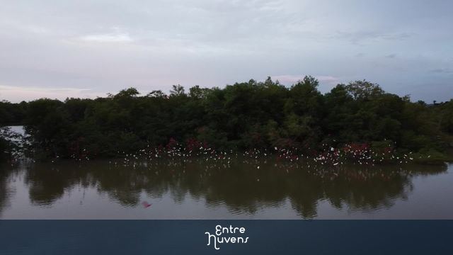 Revoada dos guarás em vegetações em rio.