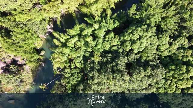 Rio sinuoso em meio à floresta tropical exuberante (vista aérea) — vídeo aéreo de Ilhabela