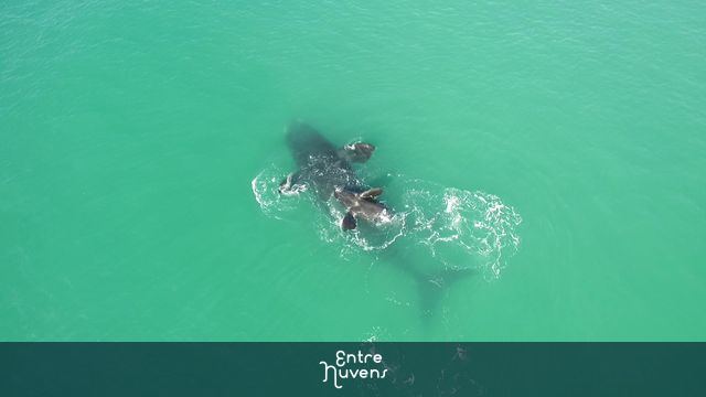 Rota da baleia franca em SC — vídeo aéreo de Garopaba