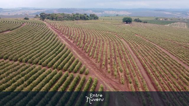 São Sebastião do Paraíso / MG - plantação de café