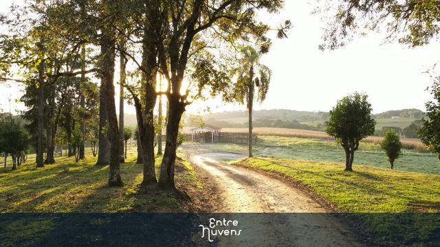Sol entre árvores em fazenda no amanhecer