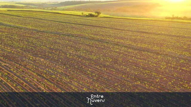 sugar cane plantation in sunset in Brazil — vídeo aéreo de Ribeirão Preto