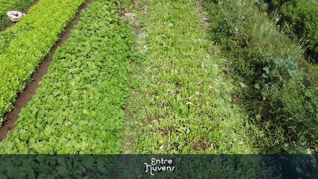 TAKE SOBREVOO EM PLANTAÇÃO — vídeo aéreo de Santa Isabel