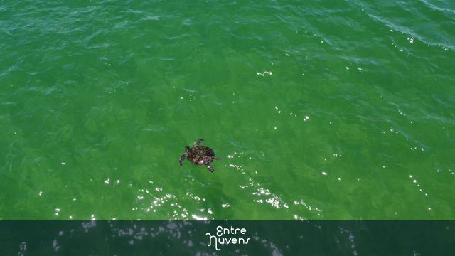 Tartaruga nadando no mar — vídeo aéreo de Armação dos Búzios