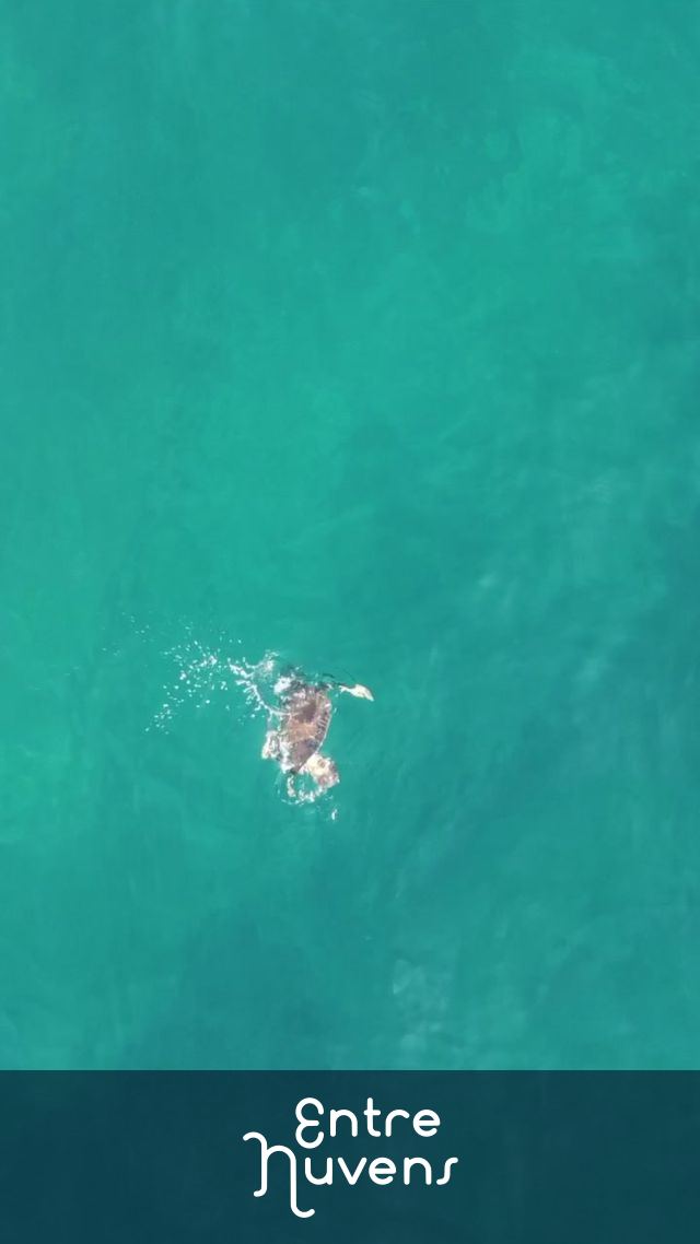 Tartaruga nadando — vídeo aéreo de Rio de Janeiro