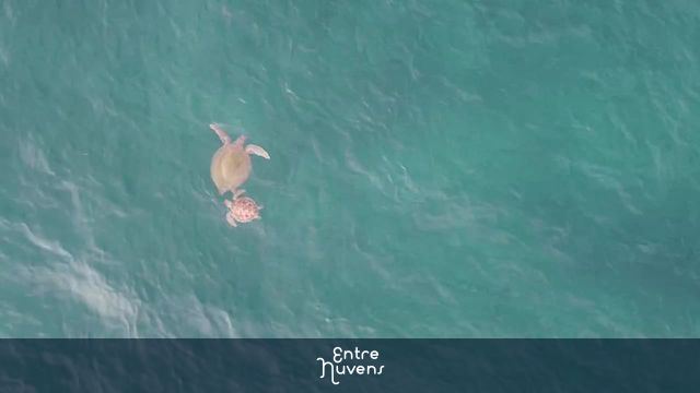 Tartarugas na Barra da Tijuca