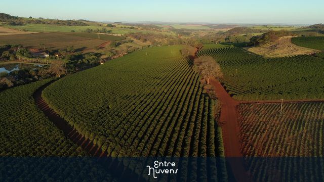 truck travels on a dirt road next to a coffee plantation — vídeo aéreo de Brodowski